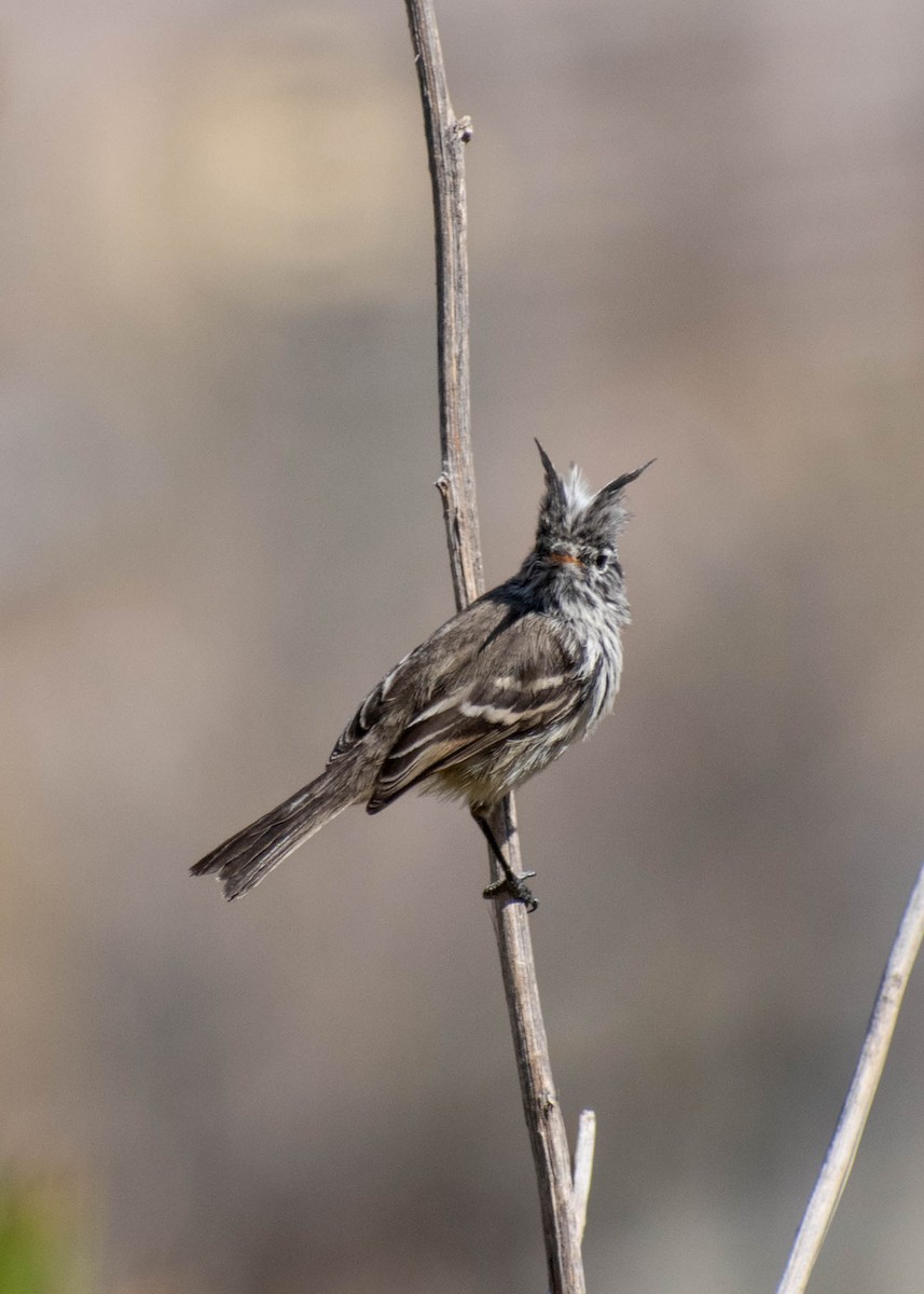 Yellow-billed Tit-Tyrant - ML641587583