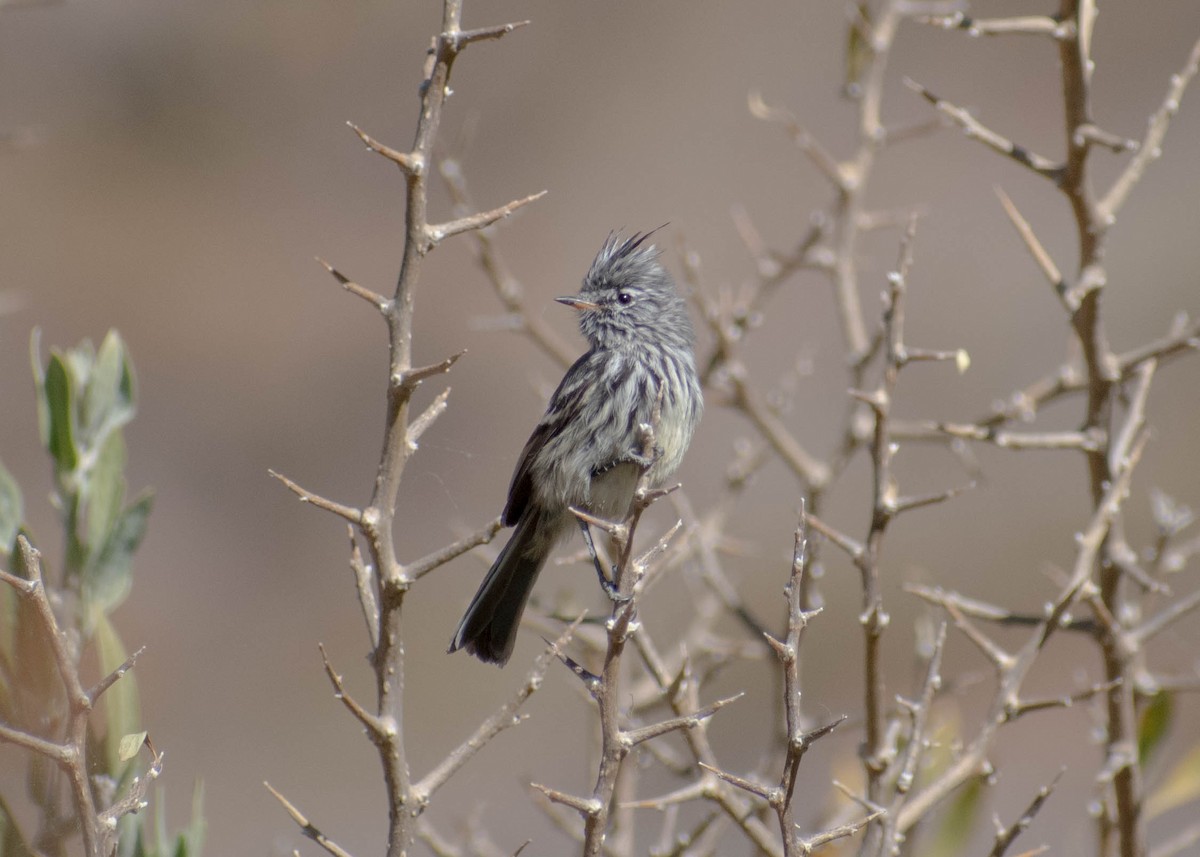 Yellow-billed Tit-Tyrant - ML641587584