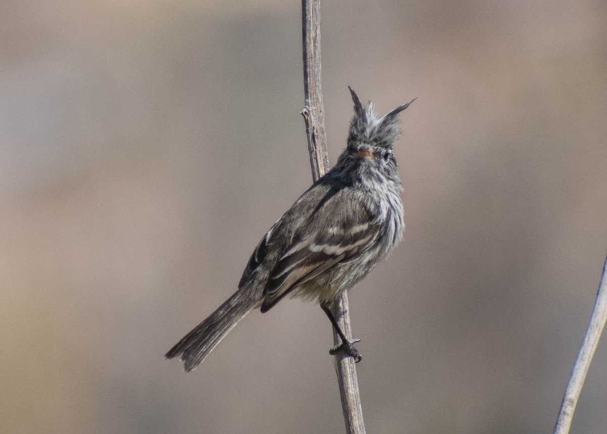 Yellow-billed Tit-Tyrant - ML641587585