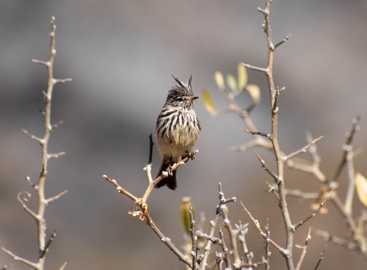 Yellow-billed Tit-Tyrant - ML641587586