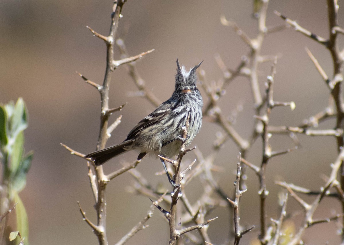 Yellow-billed Tit-Tyrant - ML641587587