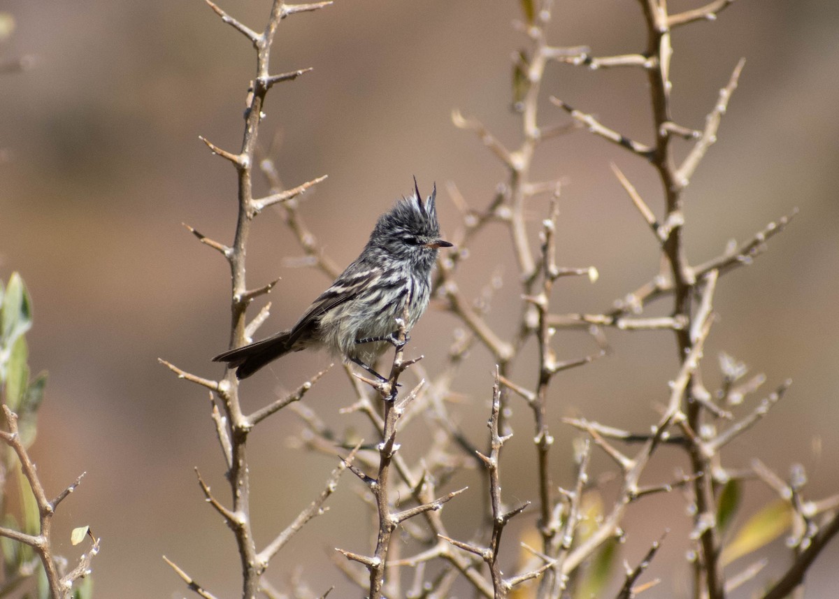 Yellow-billed Tit-Tyrant - ML641587588