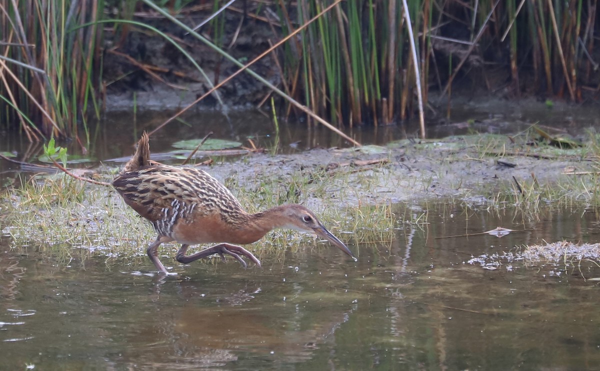 King Rail - ML641587590