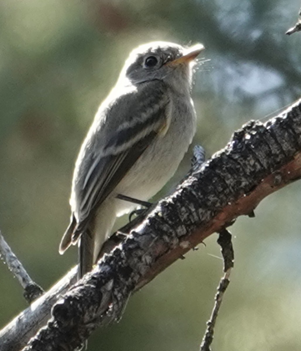 Dusky Flycatcher - ML641587591