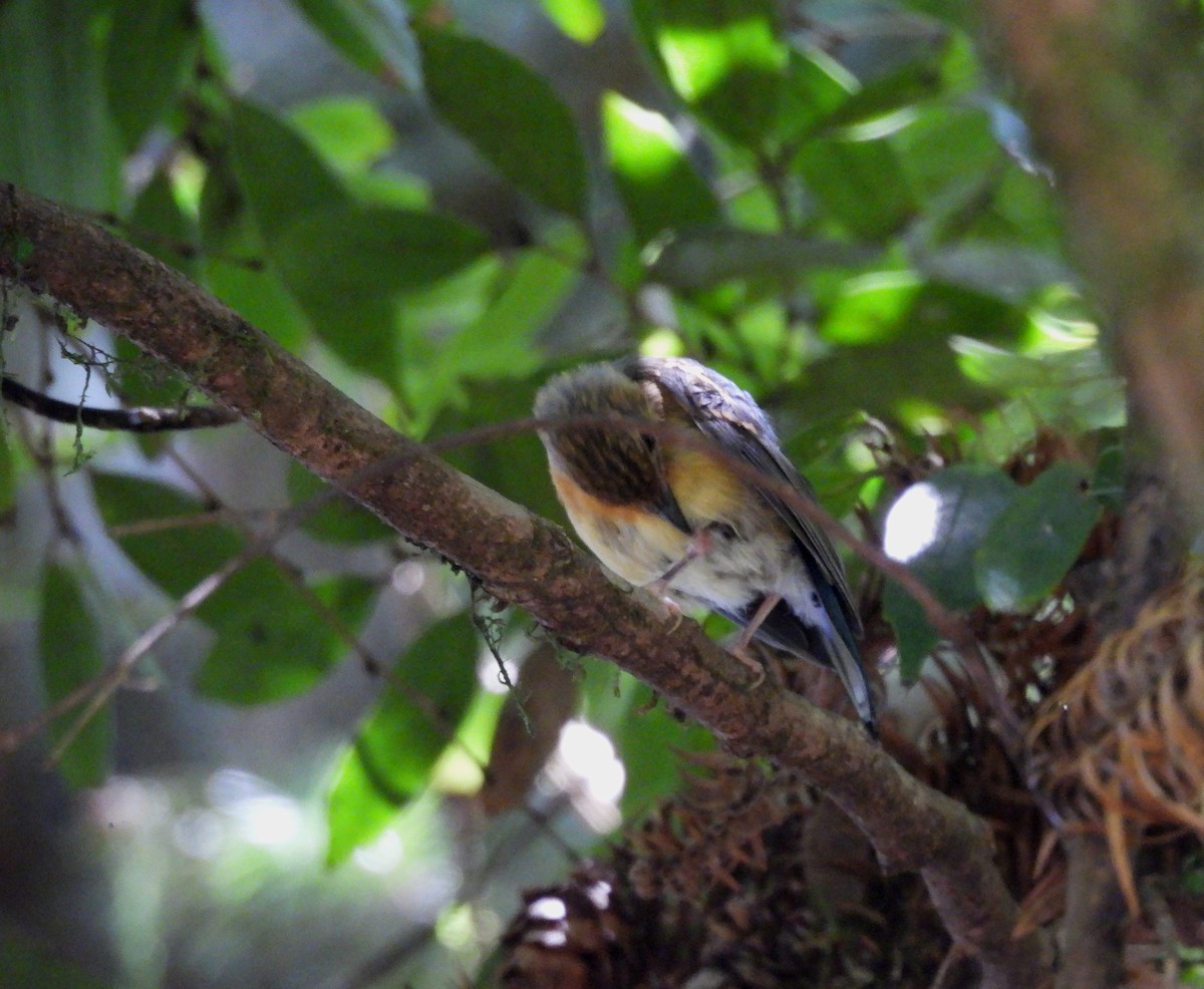 Hill Blue Flycatcher - ML641587598