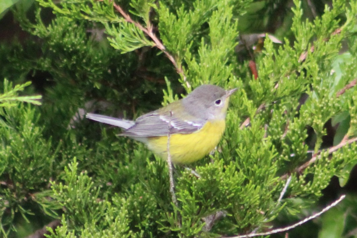 Magnolia Warbler - ML641587600
