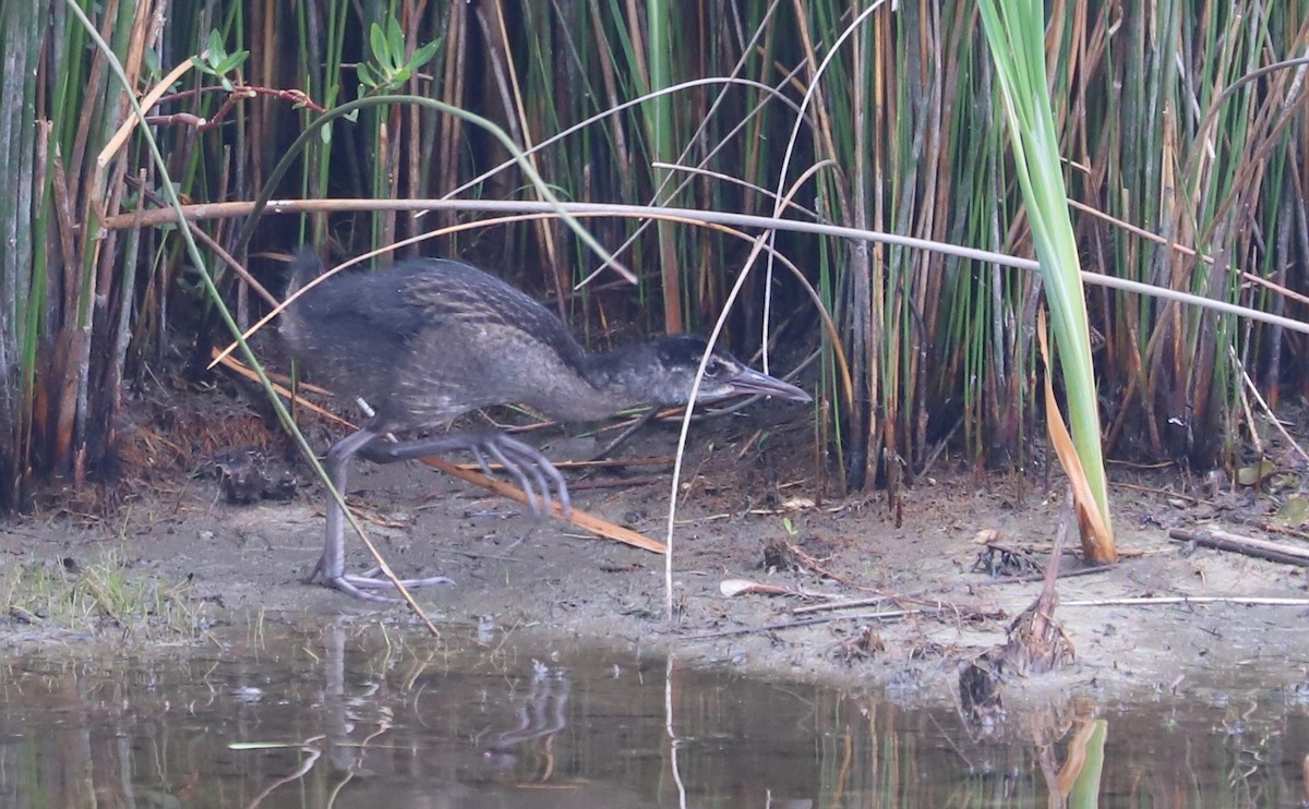 King Rail - ML641587601