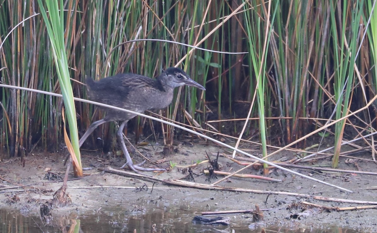King Rail - ML641587605