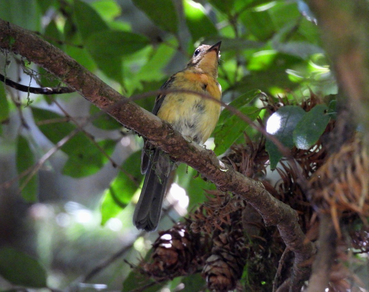 Hill Blue Flycatcher - ML641587613