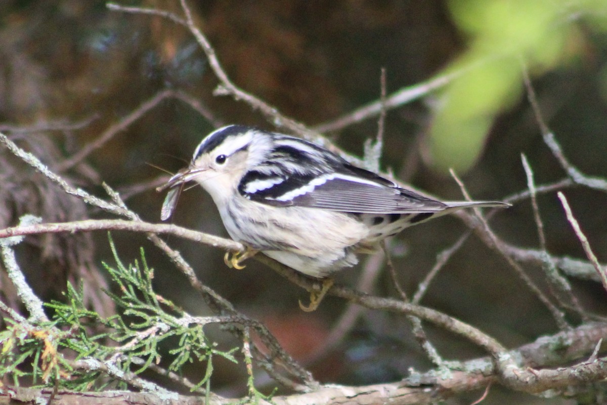 Black-and-white Warbler - ML641587627