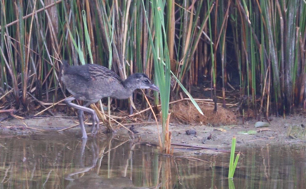 King Rail - ML641587634