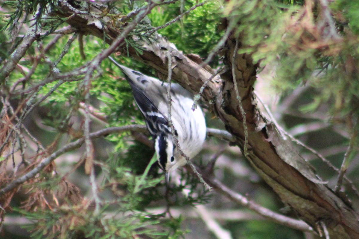 Black-and-white Warbler - ML641587659