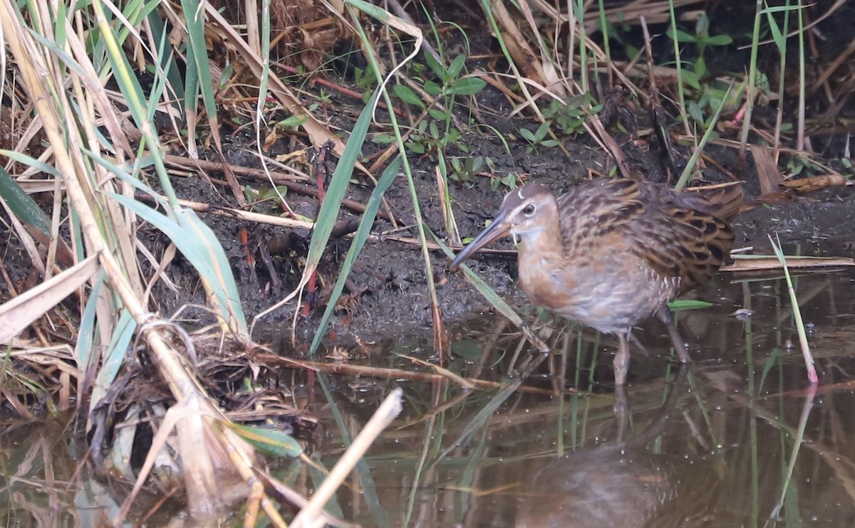 King Rail - ML641587669