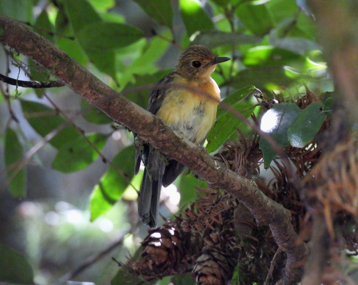 Hill Blue Flycatcher - ML641587673