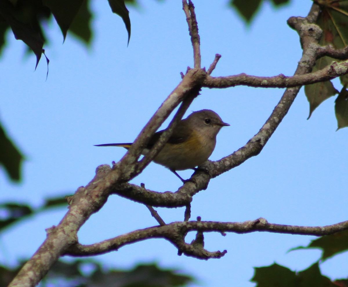 American Redstart - ML641587681