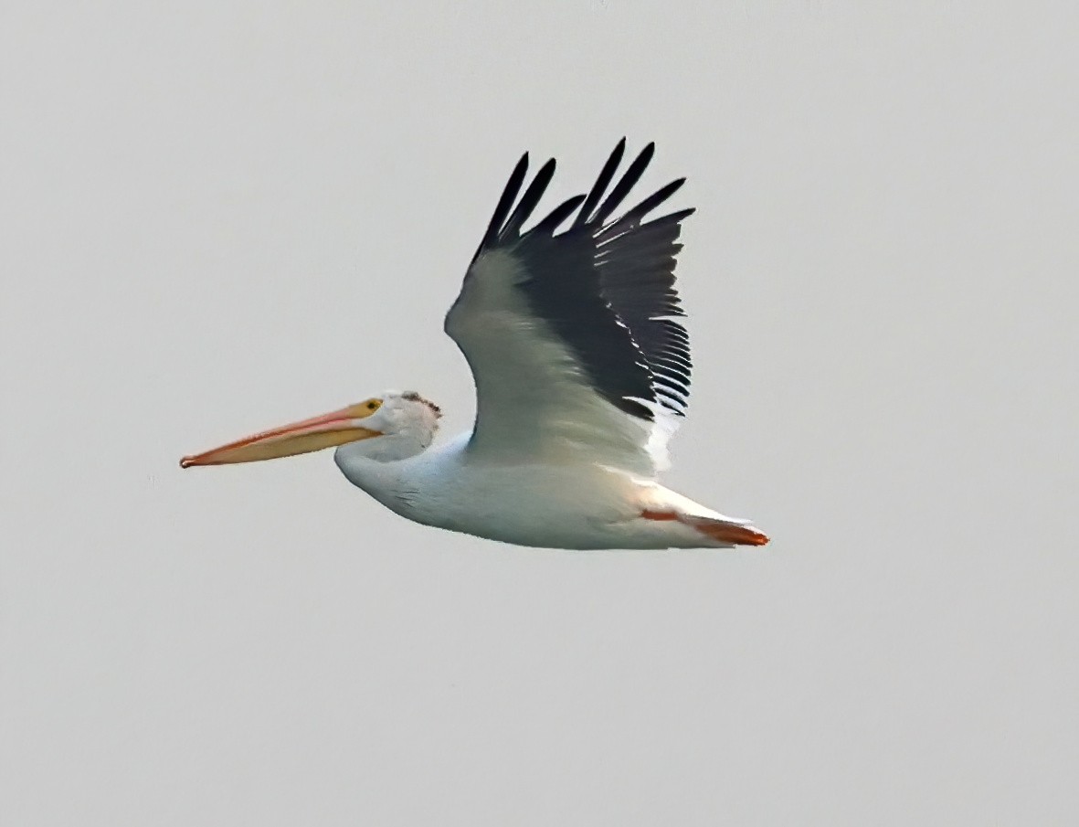 American White Pelican - ML641587690