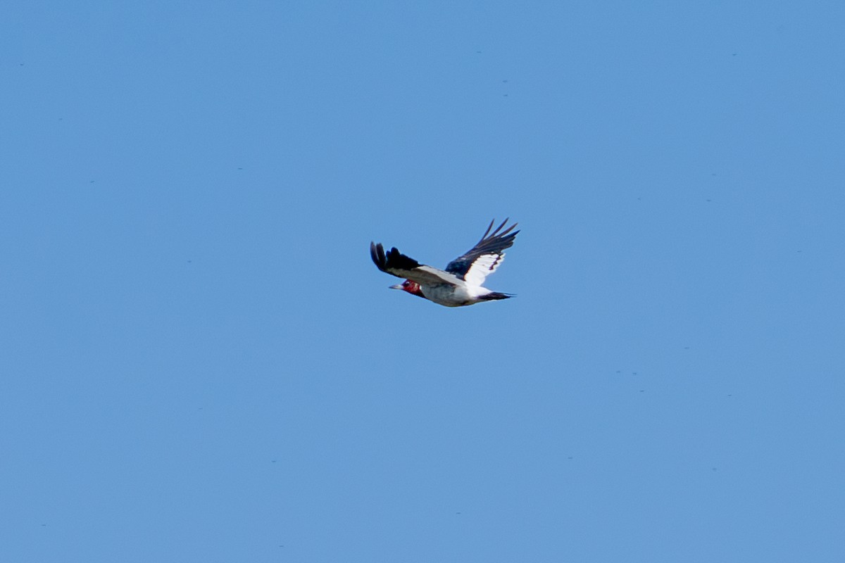 Red-headed Woodpecker - ML641587691