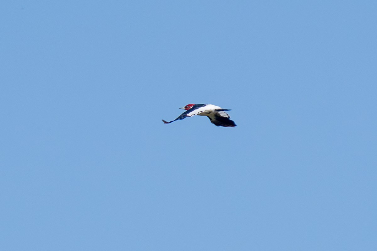 Red-headed Woodpecker - ML641587692