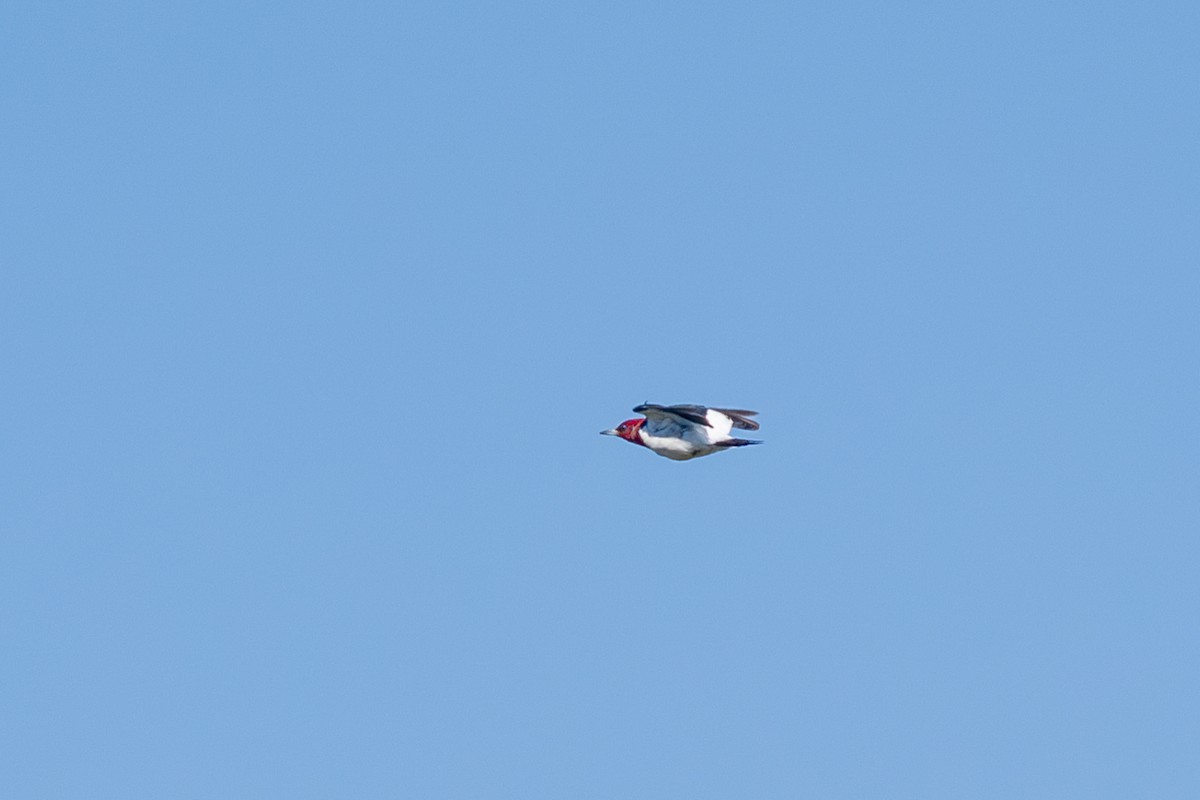 Red-headed Woodpecker - ML641587693