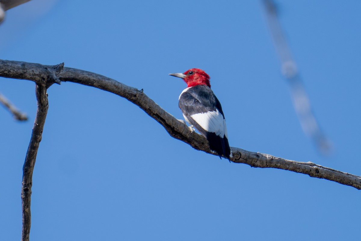Red-headed Woodpecker - ML641587702