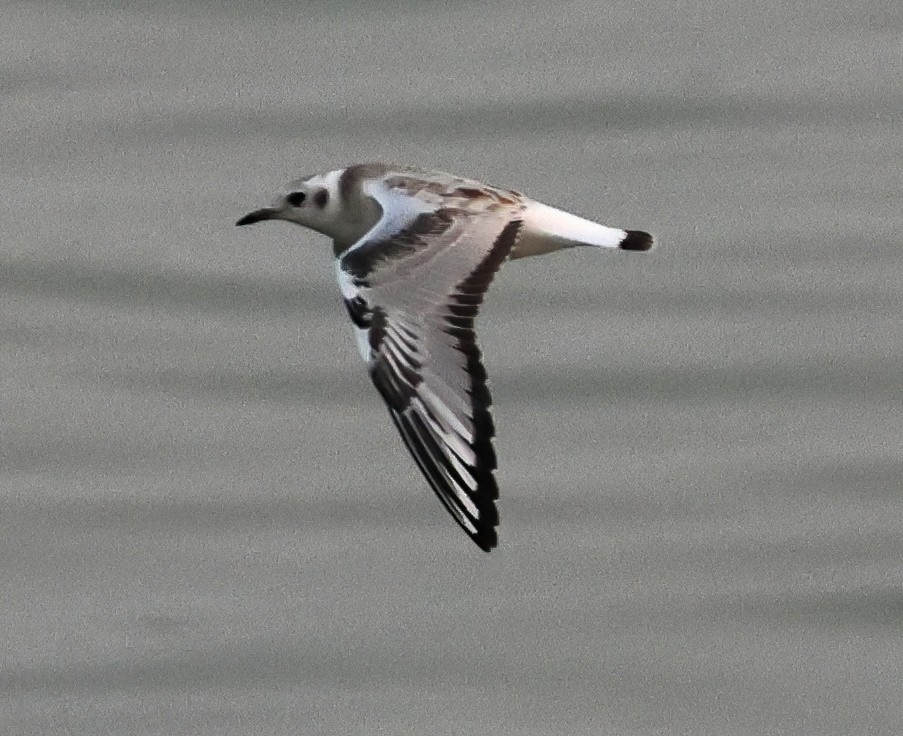Bonaparte's Gull - ML641587720