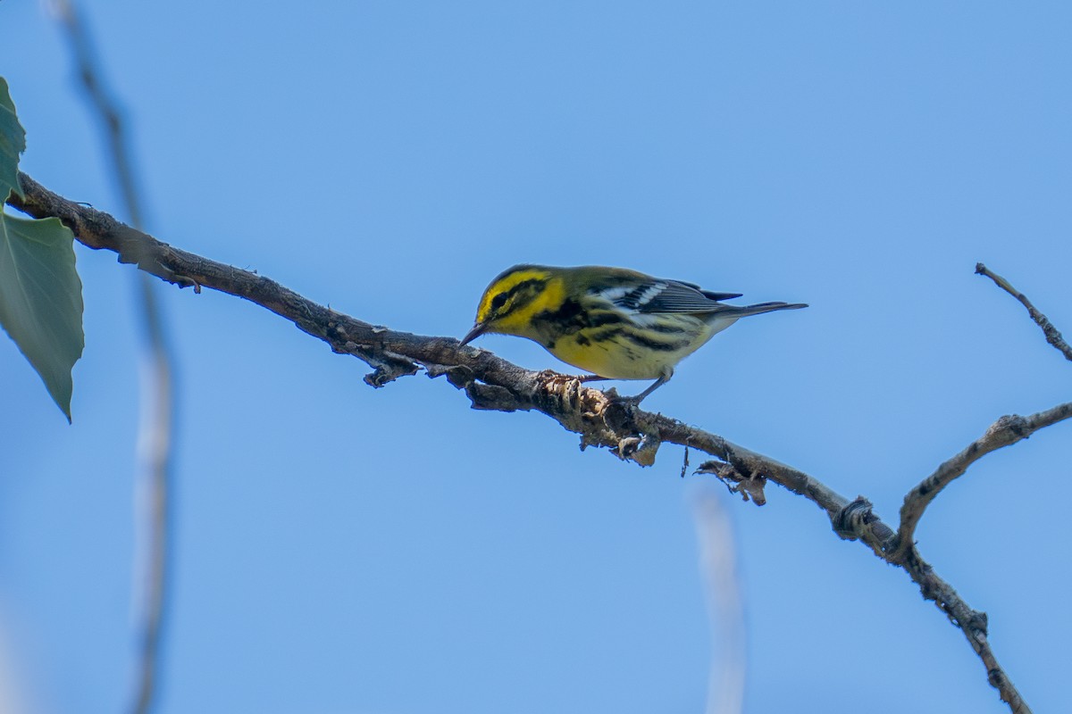 Townsend's Warbler - ML641587727