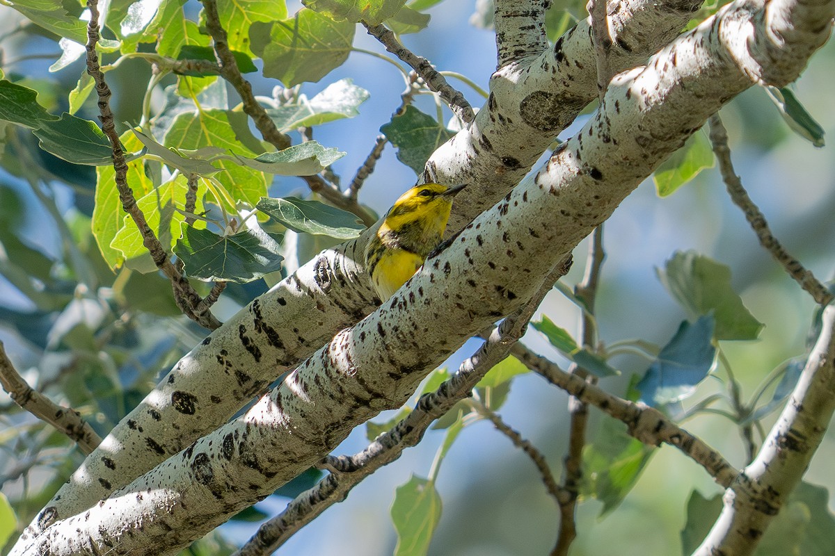 Townsend's Warbler - ML641587729