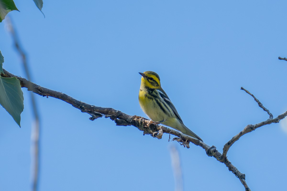 Townsend's Warbler - ML641587730