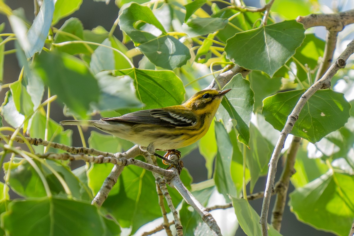 Townsend's Warbler - ML641587731
