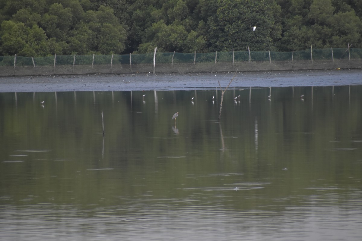 Purple Heron - ML641587741
