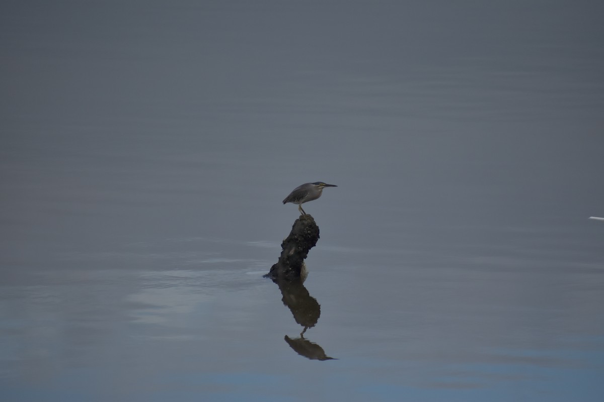 Striated Heron - ML641587769