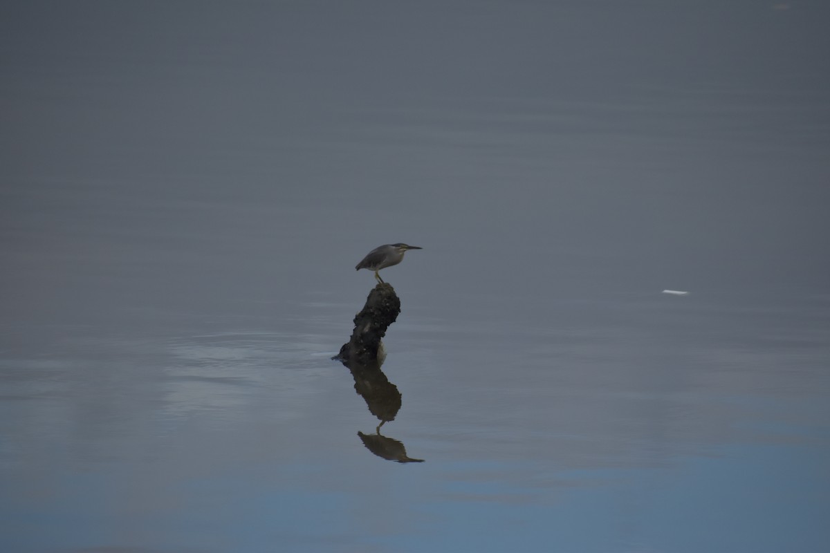 Striated Heron - ML641587770