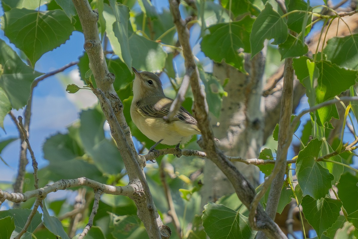 Warbling Vireo - ML641587774