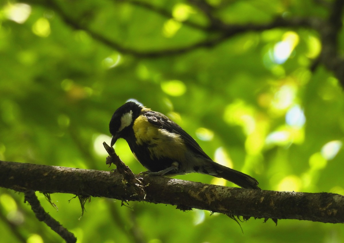 Green-backed Tit - ML641587777
