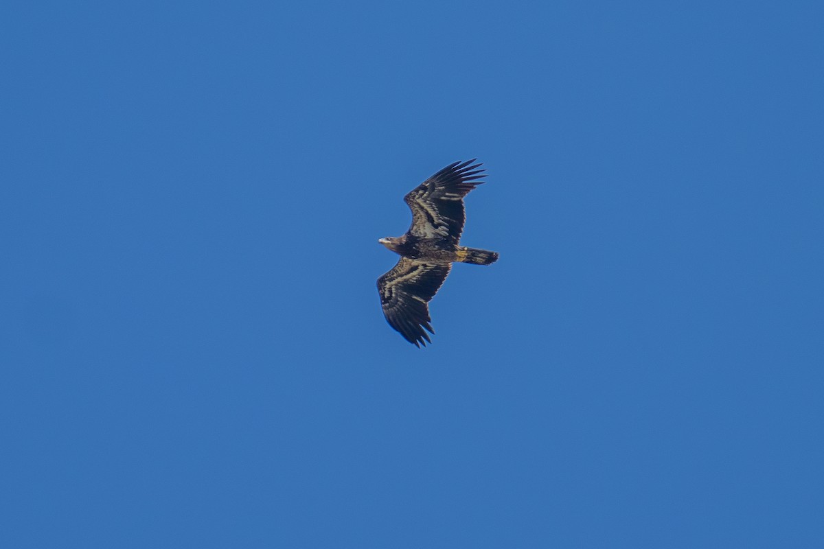 Bald Eagle - ML641587782