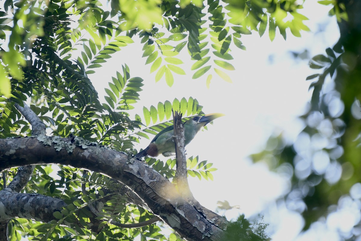 Northern Emerald-Toucanet (Wagler's) - ML641587814