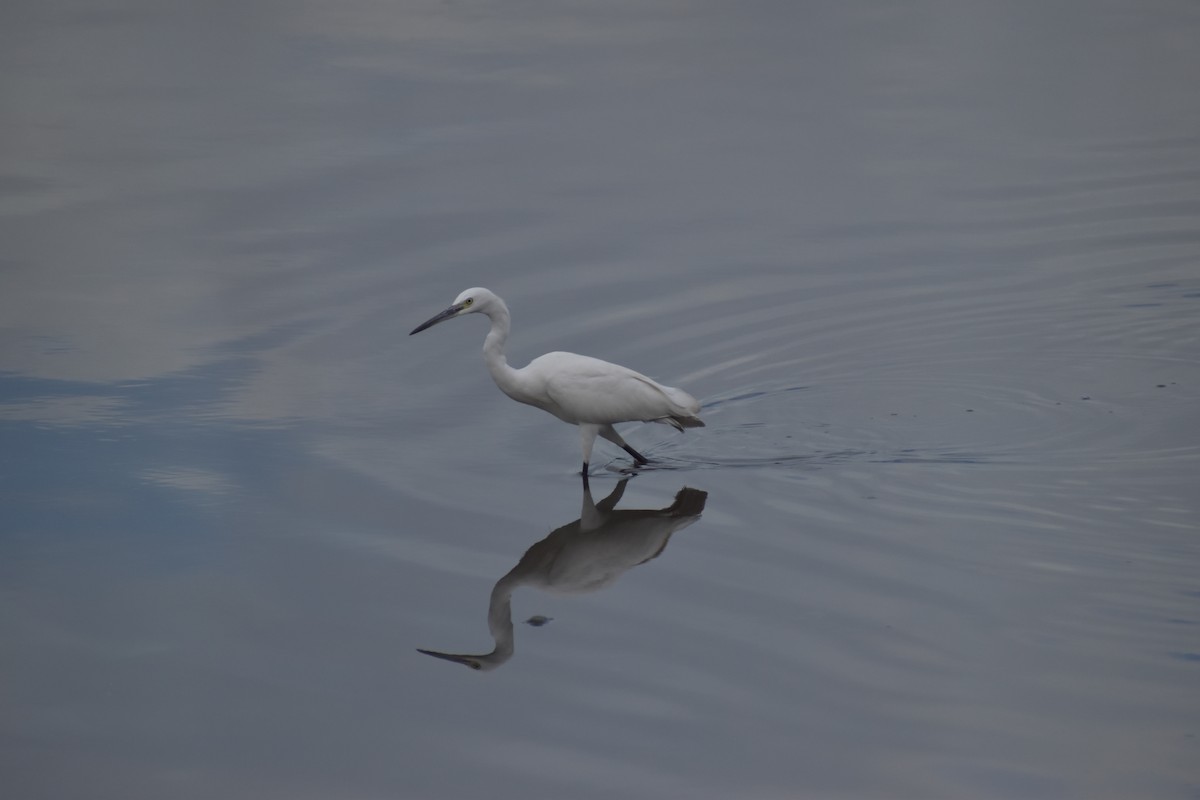Little Egret - ML641587821