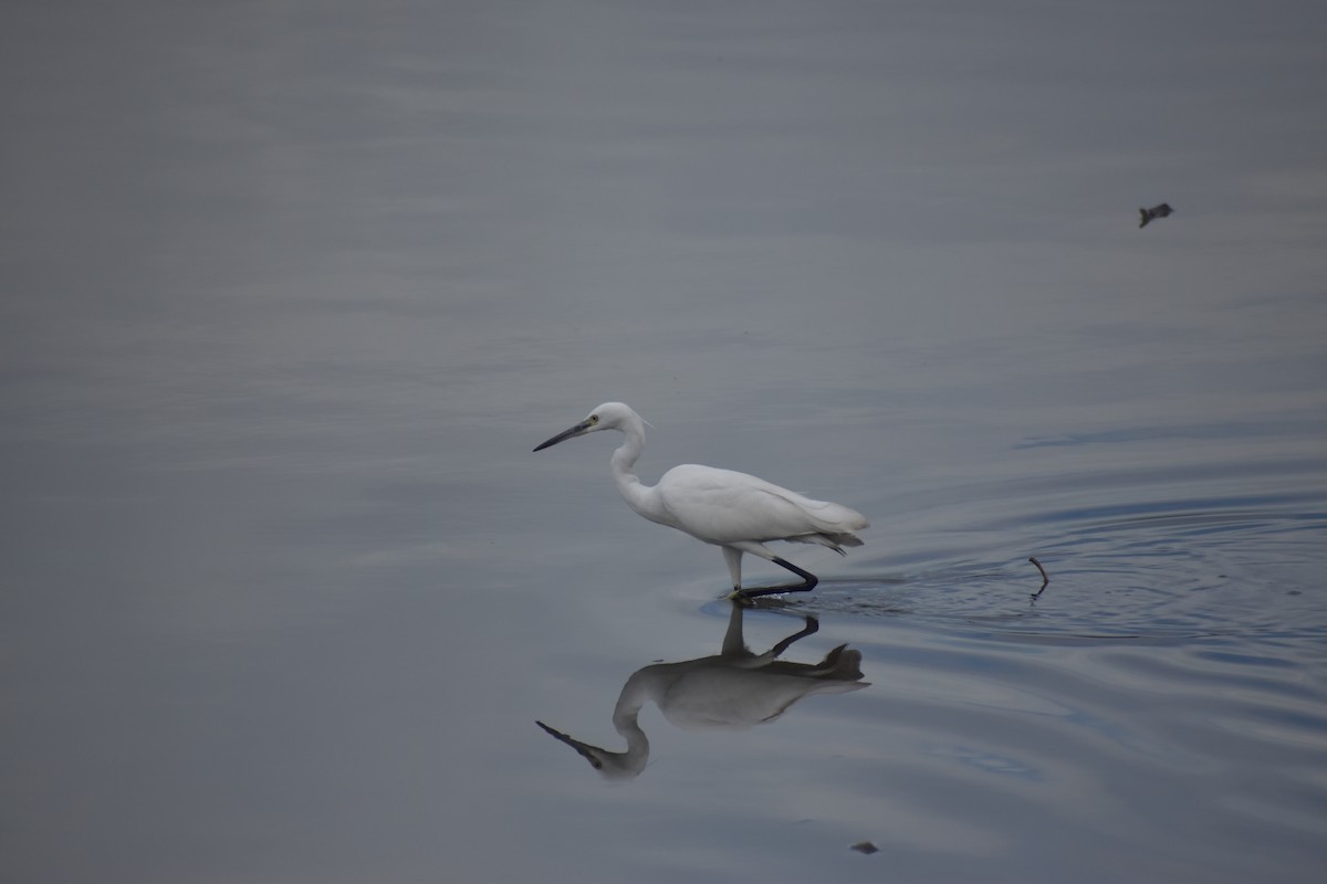 Little Egret - ML641587822
