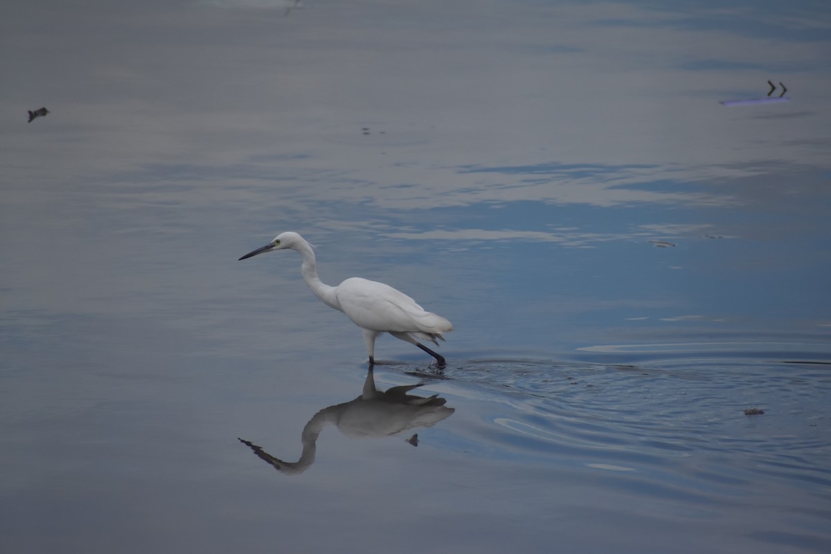 Little Egret - ML641587823