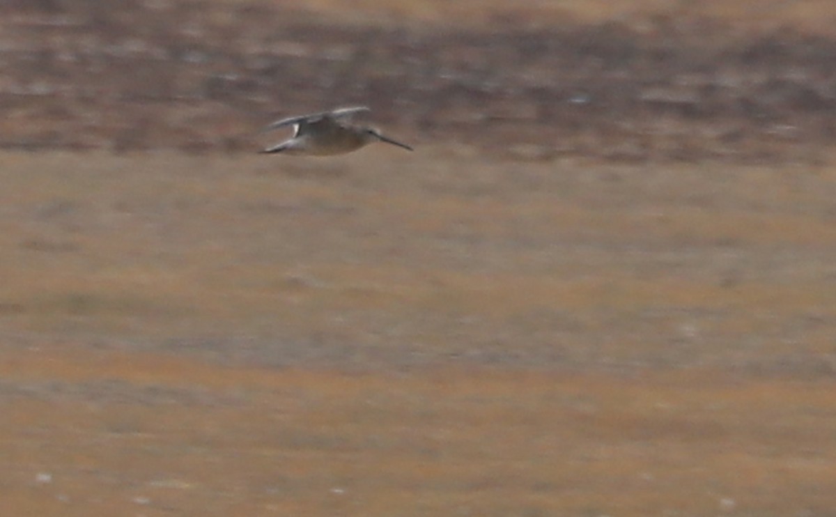 Short-billed Dowitcher - ML641587842