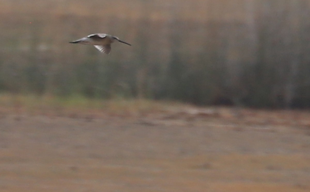 Short-billed Dowitcher - ML641587849