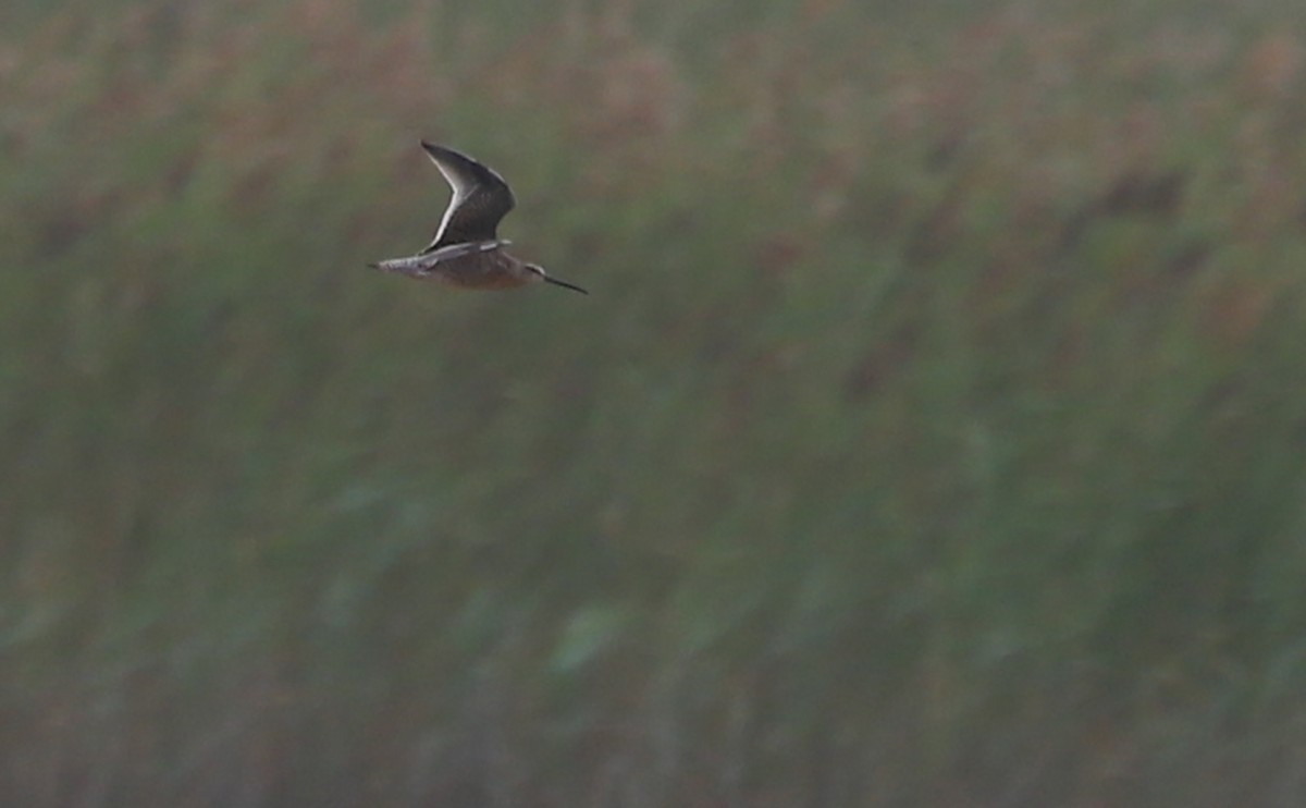 Short-billed Dowitcher - ML641587851