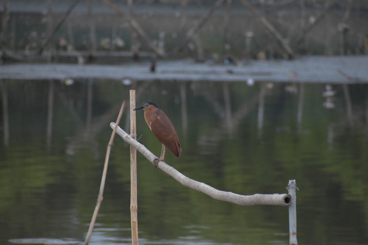 Nankeen Night Heron - ML641587863