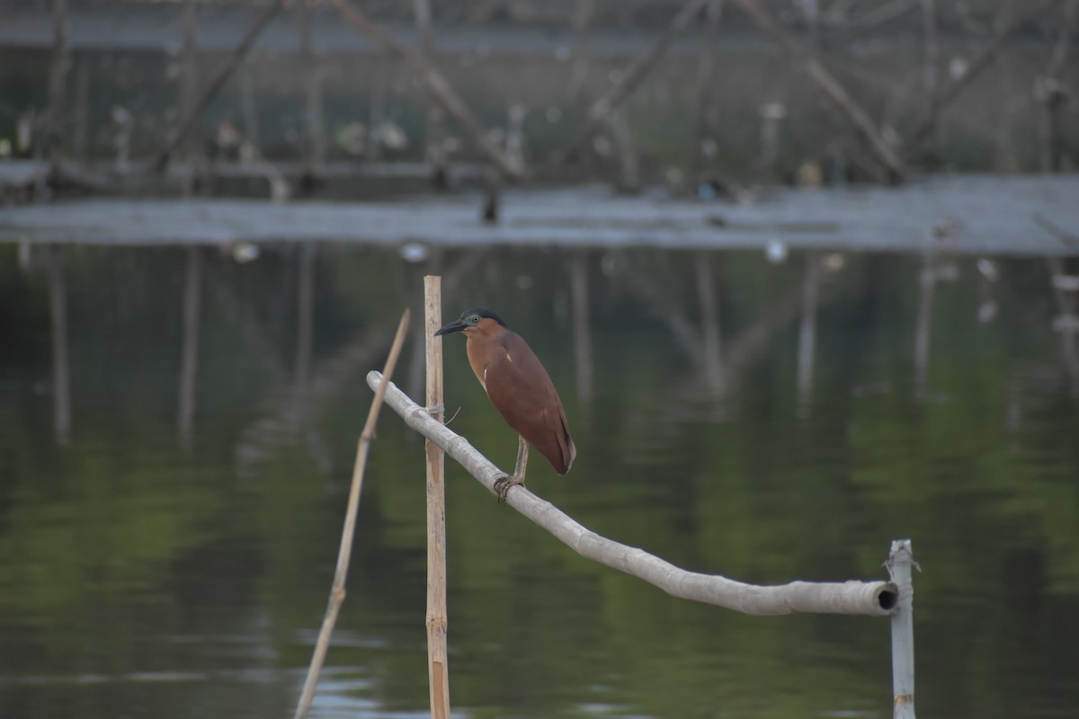 Nankeen Night Heron - ML641587864