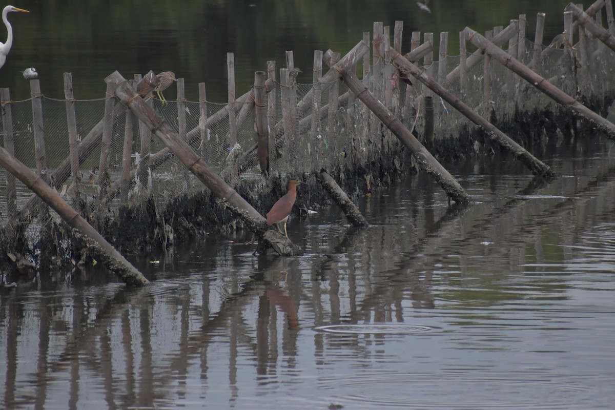Nankeen Night Heron - ML641587865