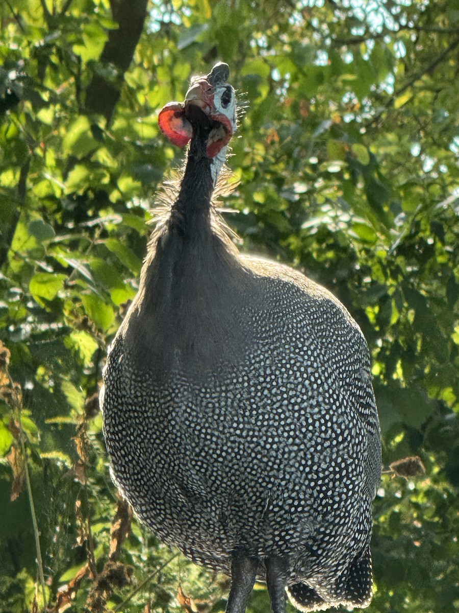 ホロホロチョウ - ML641587884