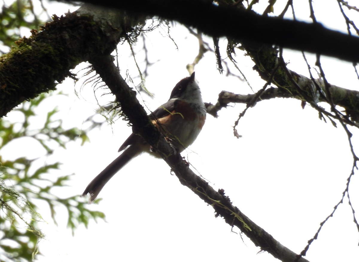 Black-throated Tit - ML641587894