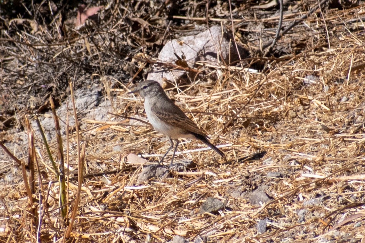 flekknebbmarktyrann - ML641587901
