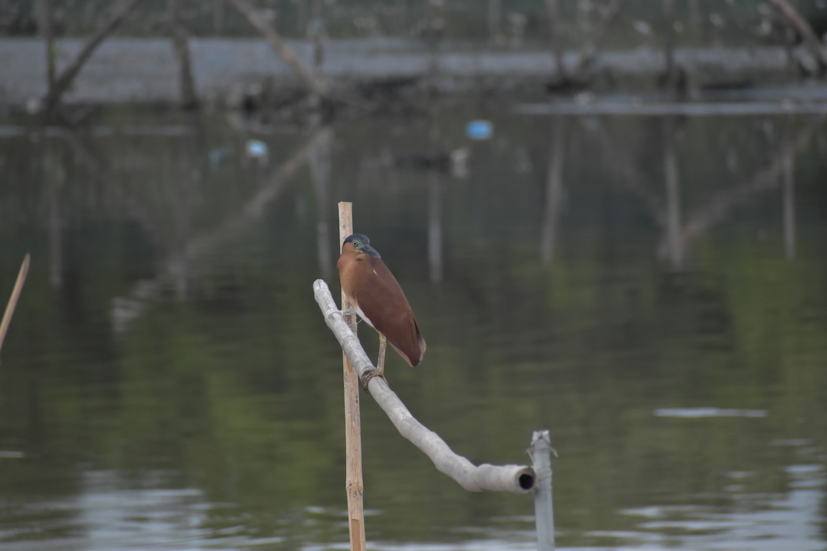 Nankeen Night Heron - ML641587902