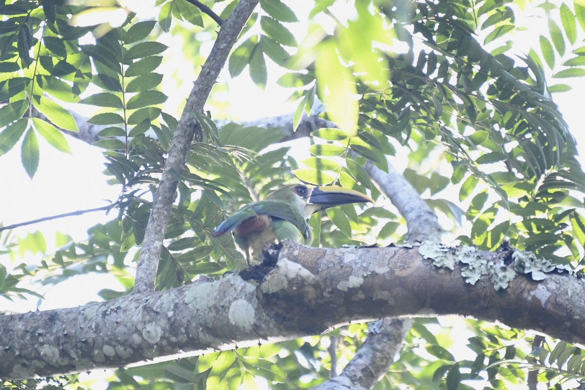 Northern Emerald-Toucanet (Wagler's) - ML641587905